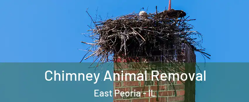  Chimney Animal Removal East Peoria - IL