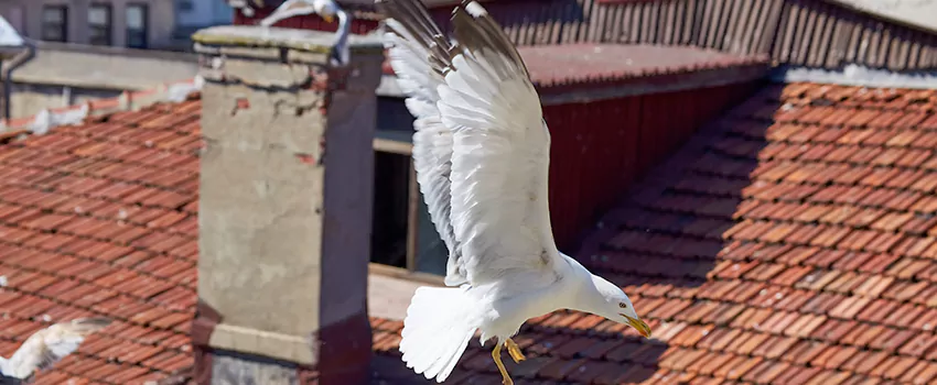 Residential Chimney Animal Removal Solution in East Peoria, IL