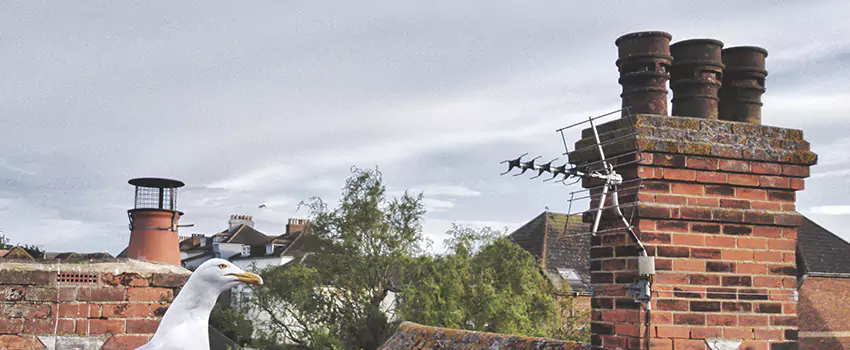 Chimney Cleaning And Restoration in East Peoria, Illinois
